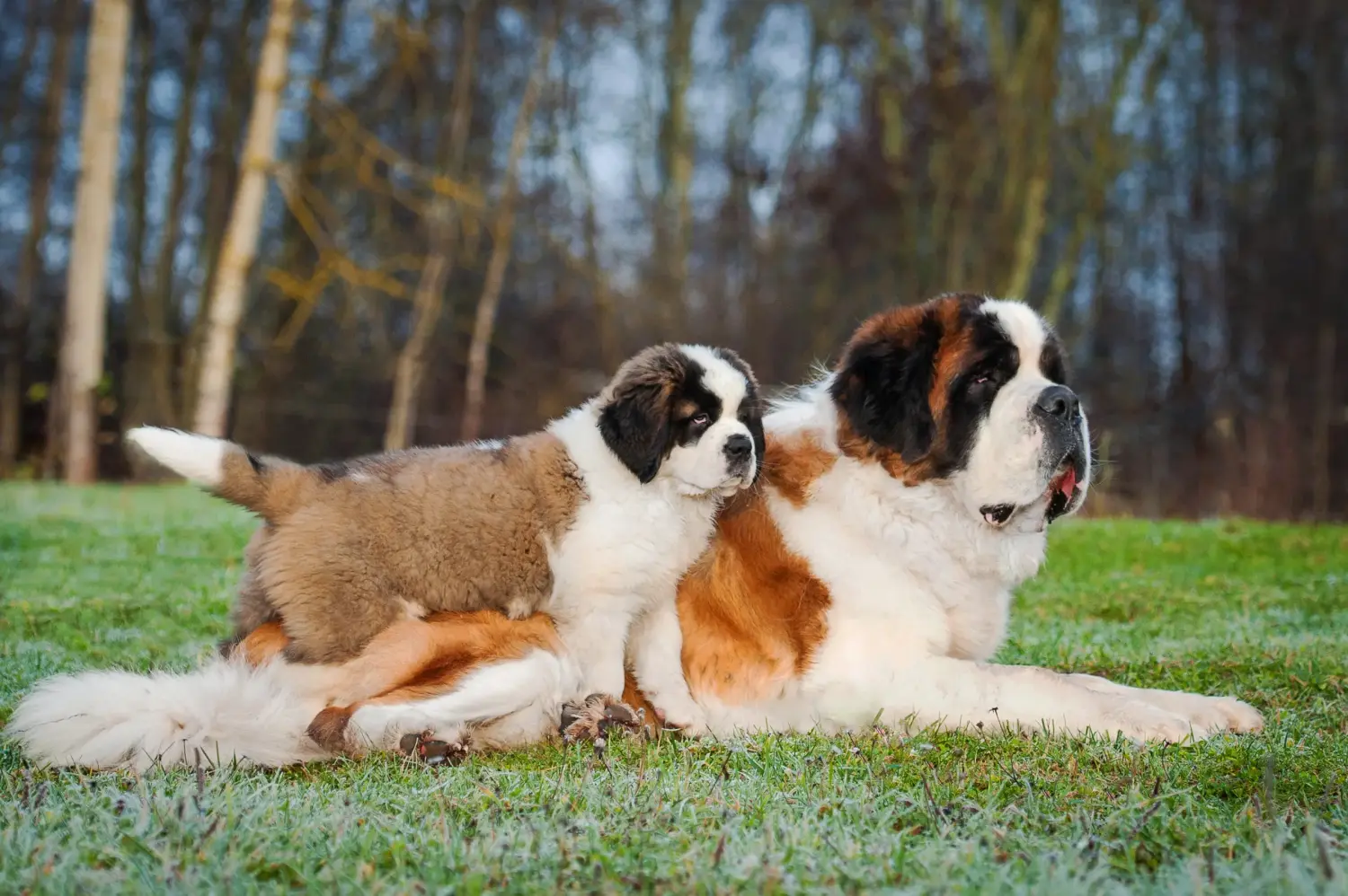 Buying a St. Bernard puppy means taking responsibility! Buying a St. Bernard puppy.