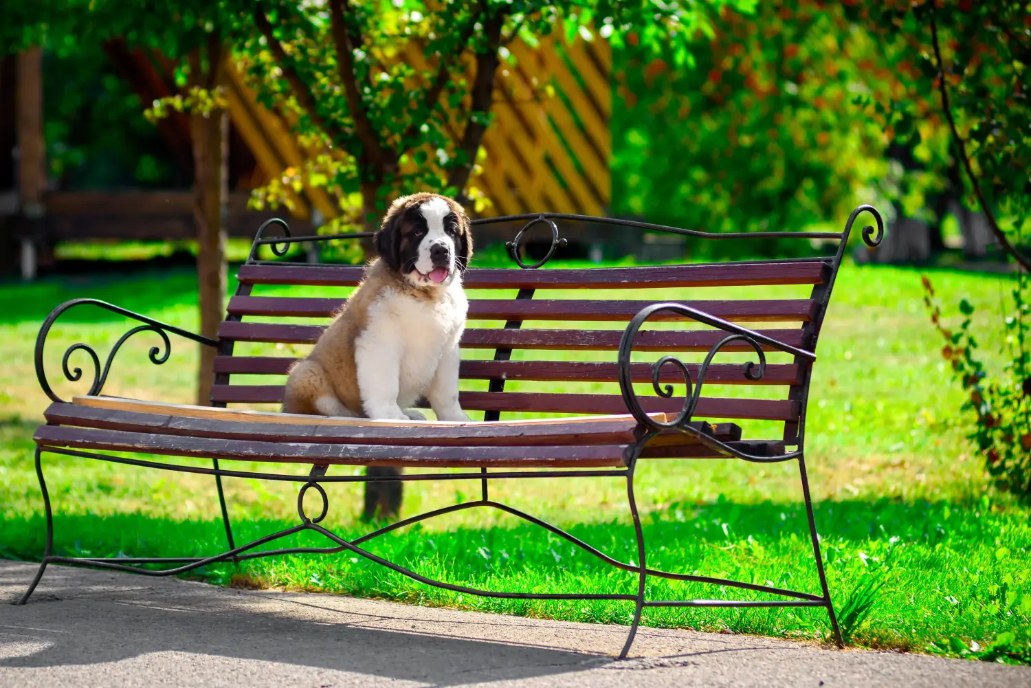 Buying a St. Bernard puppy means taking responsibility! Buying a St. Bernard puppy.