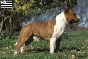 Read more about the article Staffordshire Bull Terrier breeders and puppies in Brittany