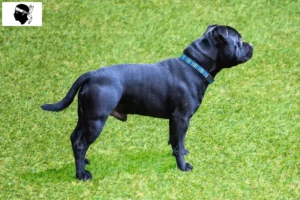 Read more about the article Staffordshire Bull Terrier breeders and puppies in Corsica