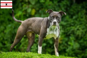 Read more about the article Staffordshire Bull Terrier breeders and puppies in Drenthe