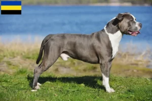 Read more about the article Staffordshire Bull Terrier breeders and puppies in Gelderland
