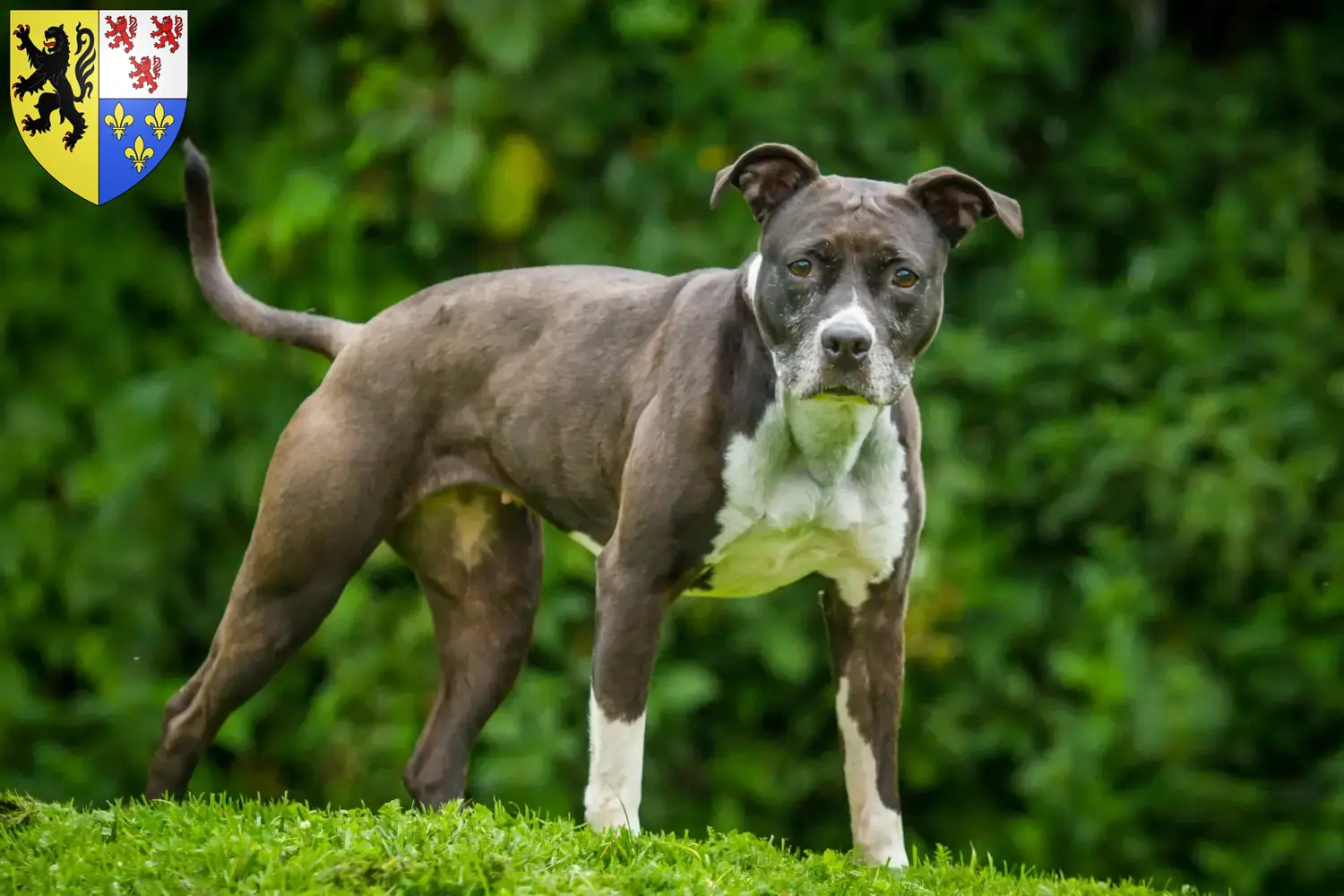 Staffordshire Bull Terrier puppies and breeders Hauts-de-France Find here Staffordshire Bull Terrier breeders in Hauts-de-France.