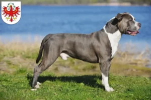 Read more about the article Staffordshire Bull Terrier breeders and puppies in Tyrol