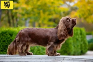 Read more about the article Sussex Spaniel breeders and puppies in Flanders