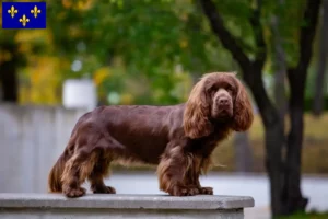 Read more about the article Sussex-Spaniel breeders and puppies in Île-de-France