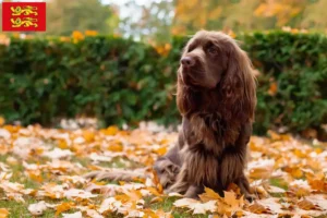 Read more about the article Sussex spaniel breeders and puppies in Normandy