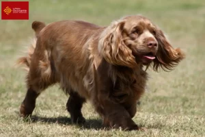 Read more about the article Sussex spaniel breeders and puppies in Occitania