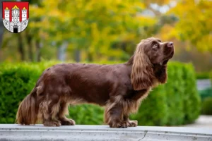 Read more about the article Sussex-Spaniel breeders and puppies in Salzburg