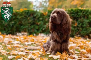 Read more about the article Sussex-Spaniel breeders and puppies in Styria