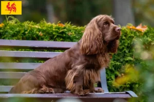Read more about the article Sussex Spaniel breeders and puppies in Walloon Region