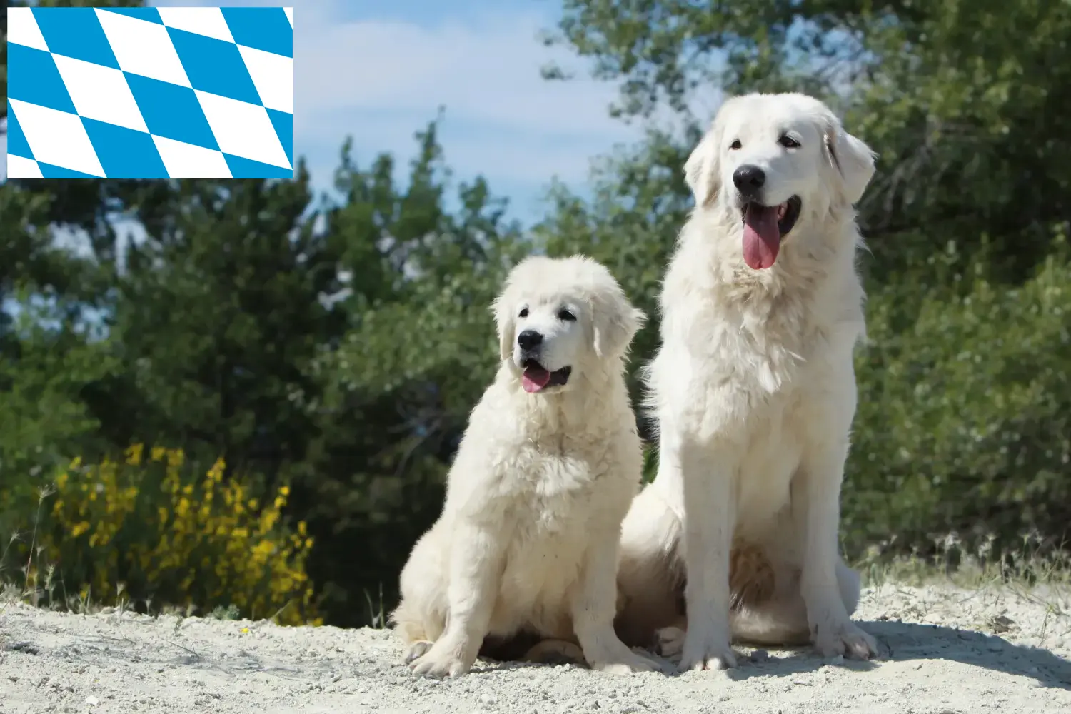 Tatra Sheepdog puppies and breeders Bavaria Here you can find Tatra Sheepdog breeders in Bavaria.