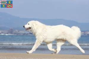 Read more about the article Tatra Sheepdog breeders and puppies in Bourgogne-Franche-Comté