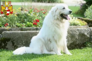 Read more about the article Tatra Sheepdog breeders and puppies in Carinthia