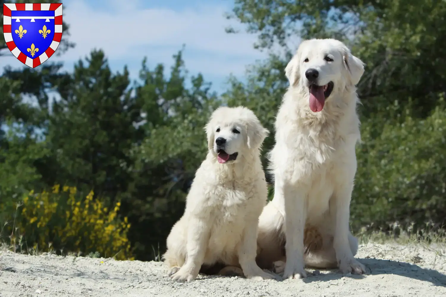 Tatra Sheepdog puppies and breeders Centre-Val de Loire Find Tatra Sheepdog breeders in Centre-Val de Loire.