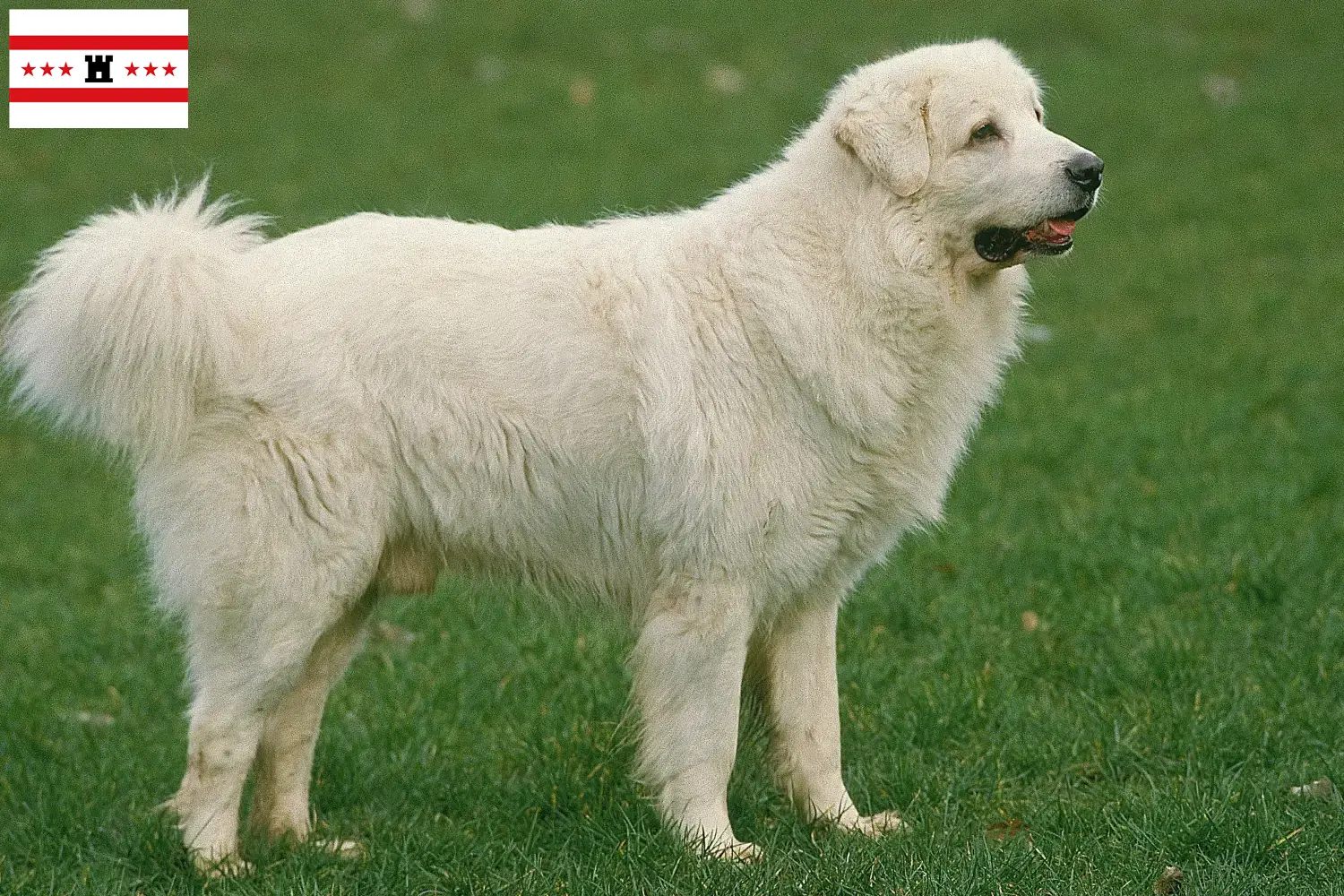 Tatra Sheepdog puppies and breeders Drenthe Find Tatra Sheepdog breeders in Drenthe.