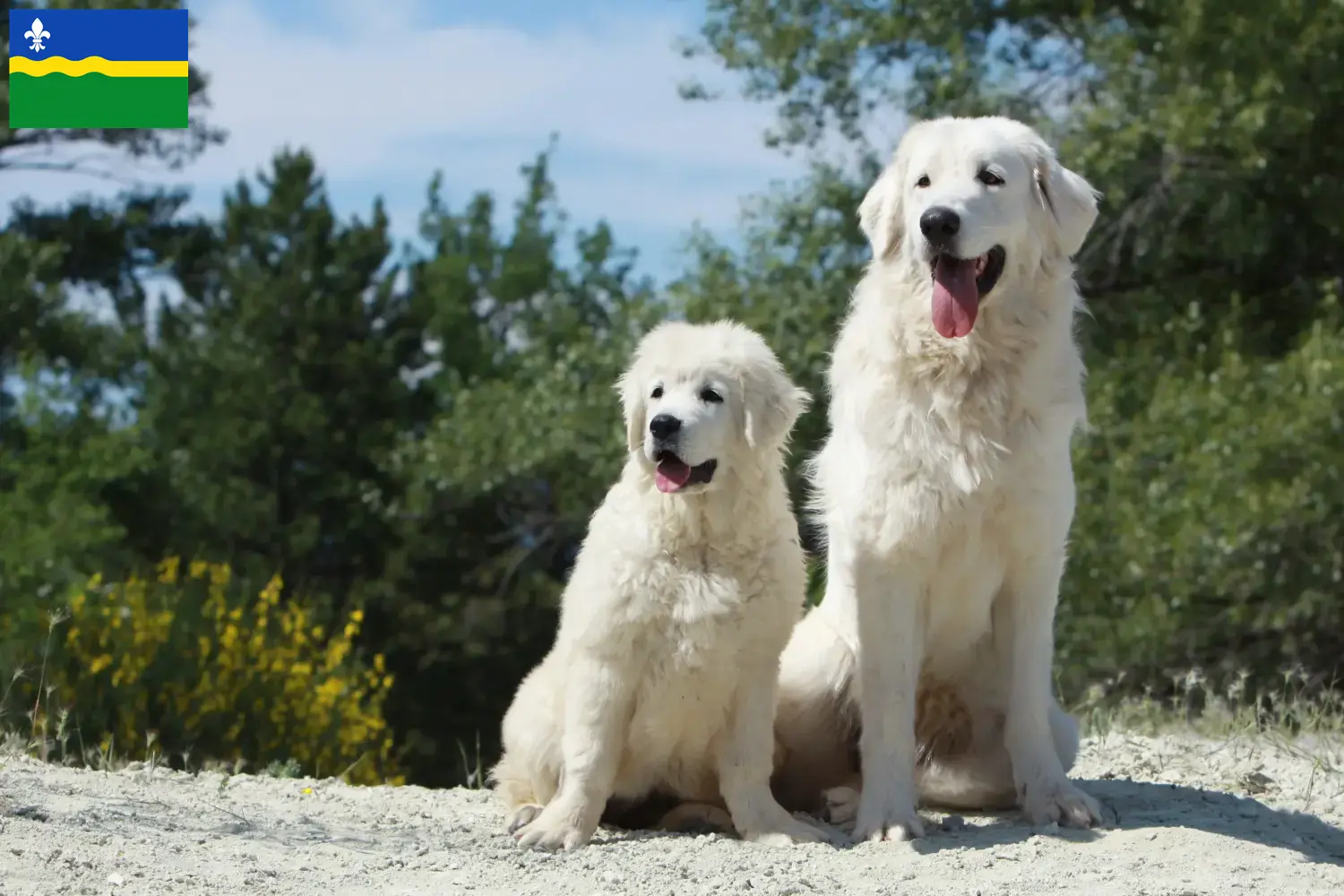 Read more about the article Tatra Sheepdog breeders and puppies in Flevoland