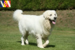 Read more about the article Tatra Sheepdog breeders and puppies in Grand Est
