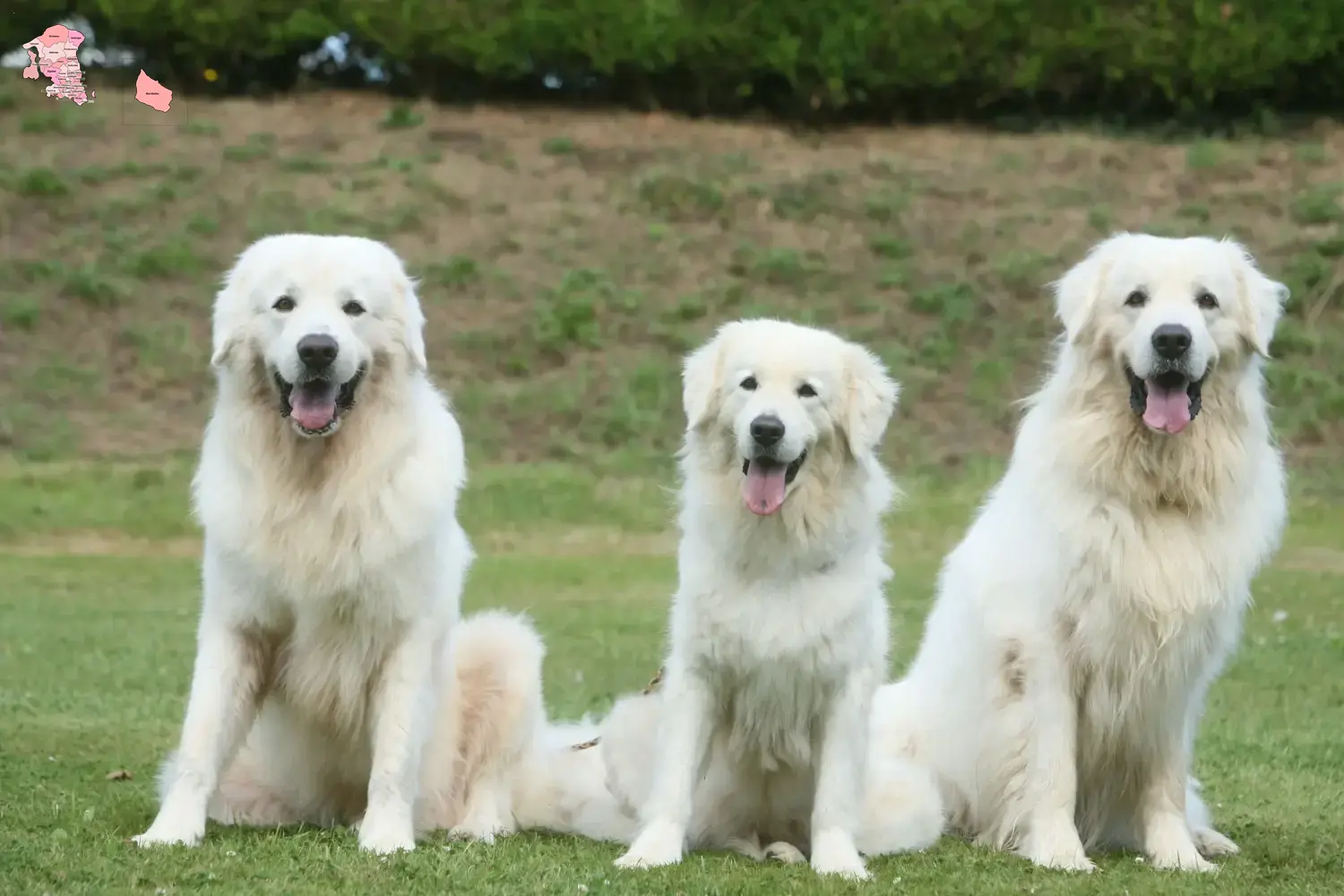 Tatra Sheepdog puppies and breeder Hovedstaden Find Tatra Sheepdog breeders in Hovedstaden here.