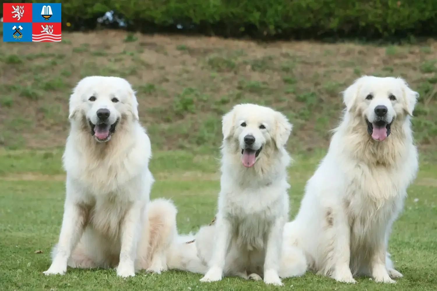Read more about the article Tatra Sheepdog breeders and puppies in Karlovy Vary