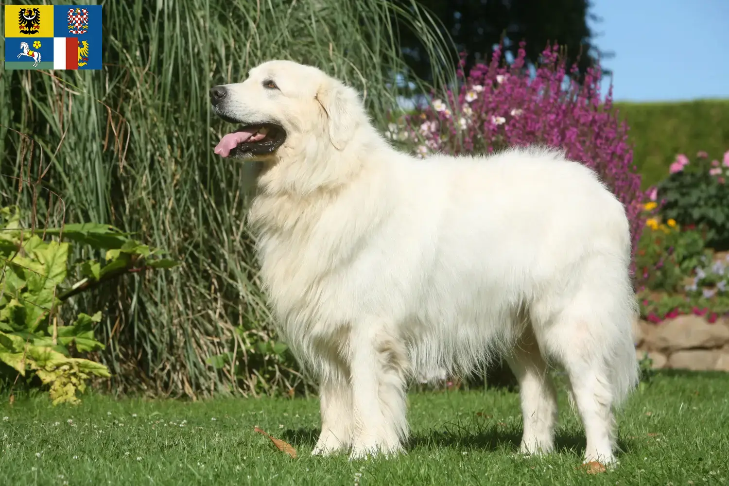 Tatra Sheepdog puppies and breeders Moravia-Silesia Here you will find Tatra Sheepdog breeders in Moravia-Silesia.