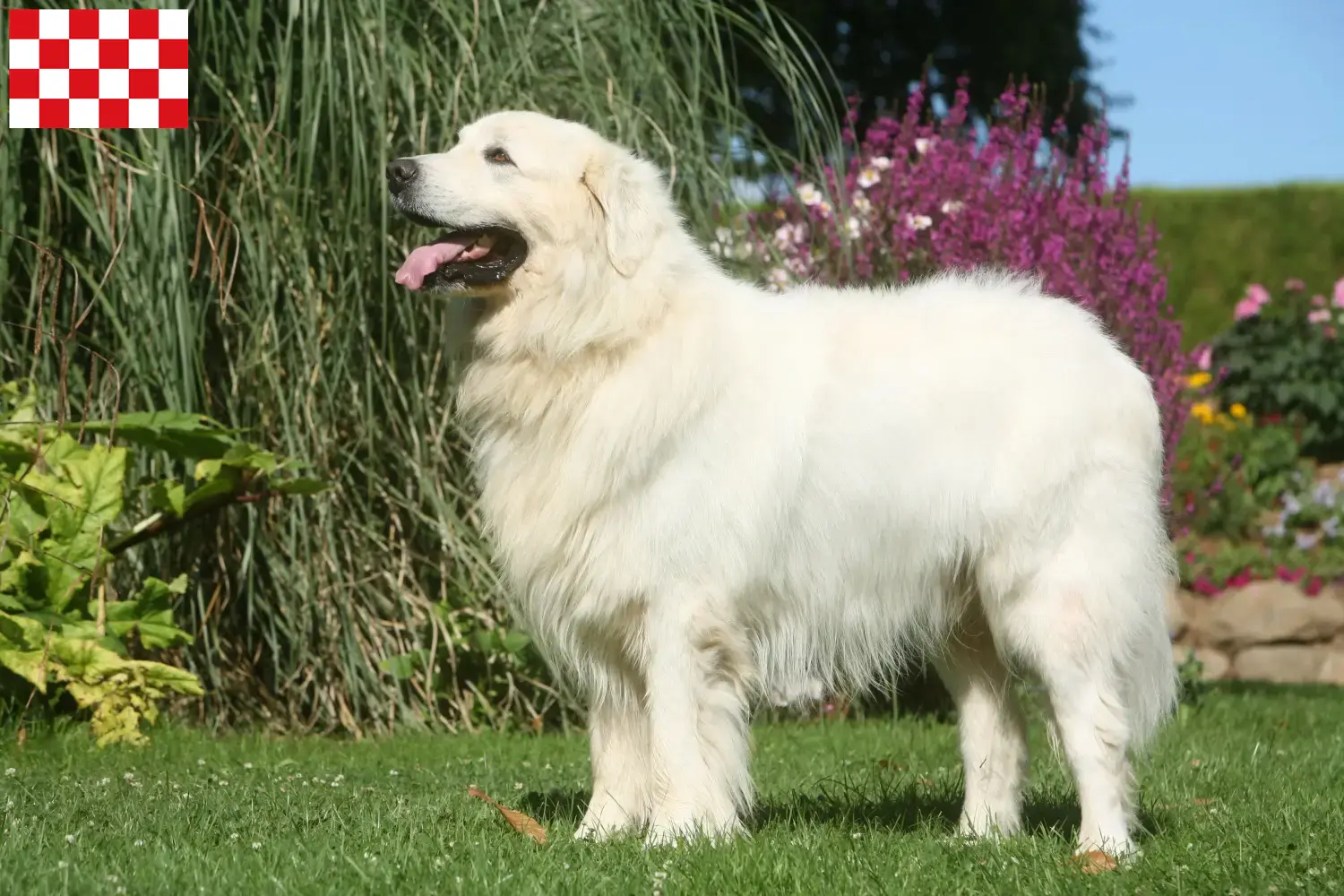 Tatra Sheepdog puppies and breeders North Brabant Find Tatra Sheepdog breeders in North Brabant.
