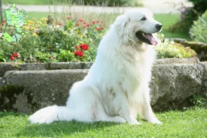 Read more about the article Tatra Sheepdog breeders and puppies in Sjælland
