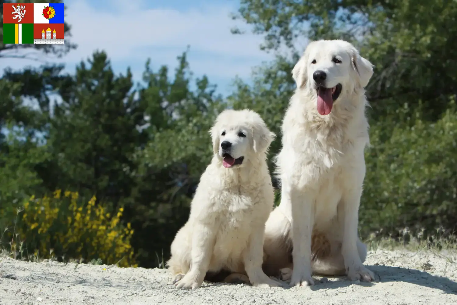 Tatra Sheepdog puppies and breeders South Bohemia Here you can find Tatra Sheepdog breeders in South Bohemia.