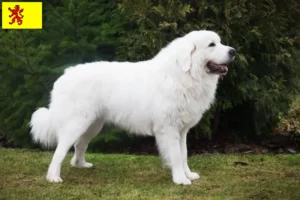 Read more about the article Tatra Sheepdog breeders and puppies in South Holland