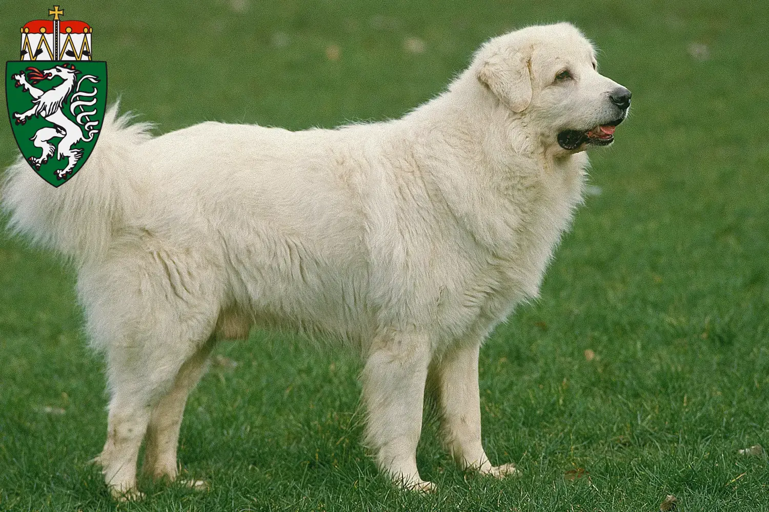 Tatra Sheepdog puppies and breeders Styria Here you can find Tatra Sheepdog breeders in Styria.
