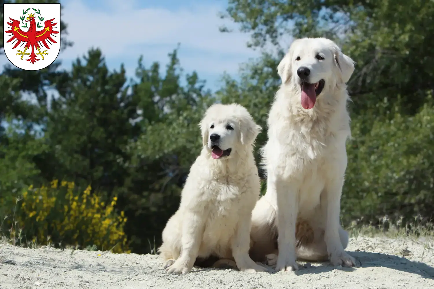 Tatra Sheepdog puppies and breeders Tyrol Here you can find Tatra Sheepdog breeders in Tyrol.
