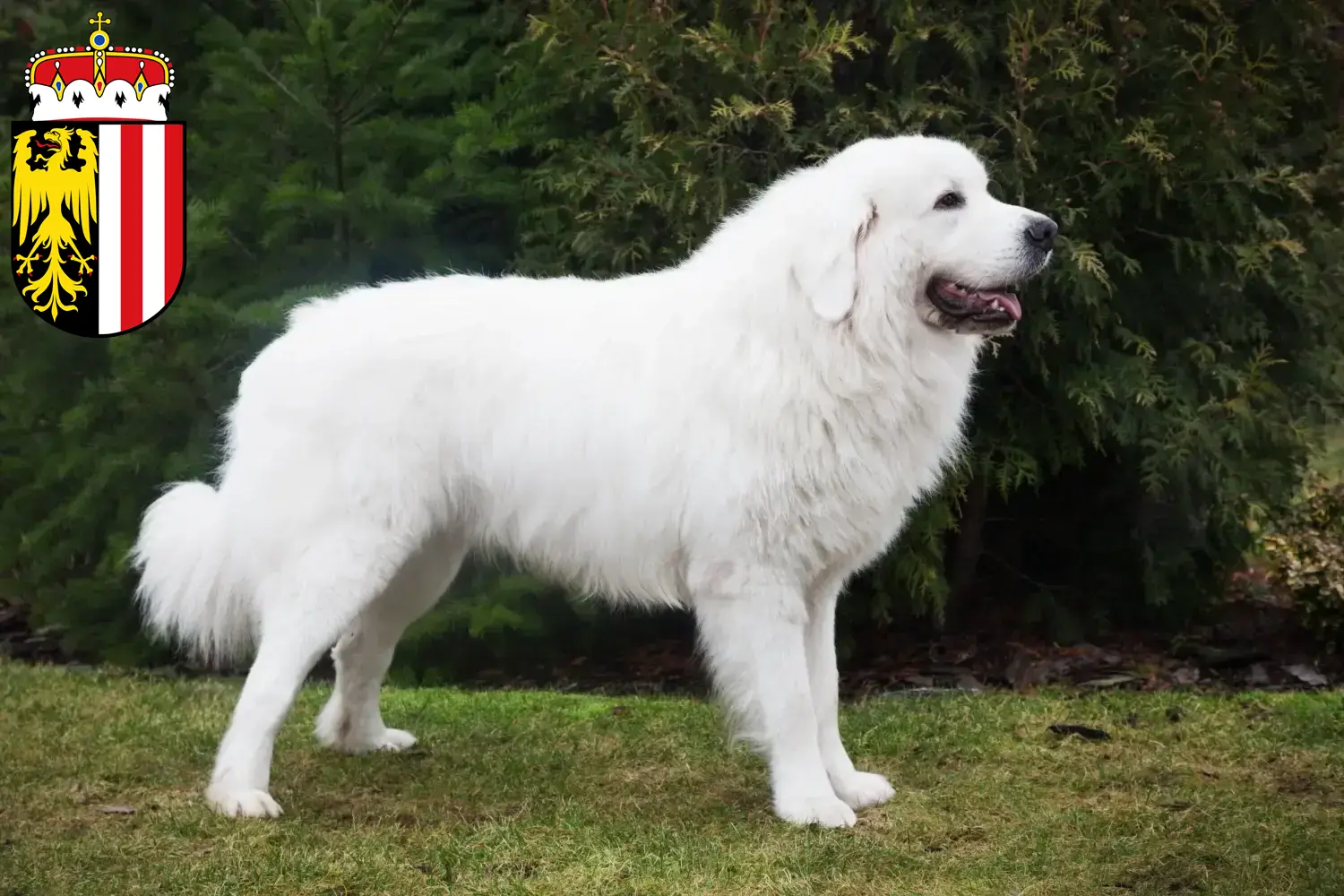 Tatra Sheepdog puppies and breeders Upper Austria Here you can find Tatra Sheepdog breeders in Upper Austria.