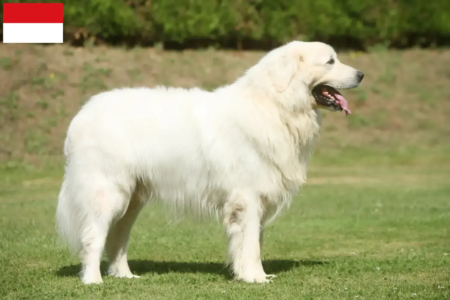 Tatra Sheepdog puppies and breeders Vienna Here you can find Tatra Sheepdog breeders in Vienna.