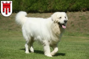 Read more about the article Tatra Sheepdog breeders and puppies in Vorarlberg