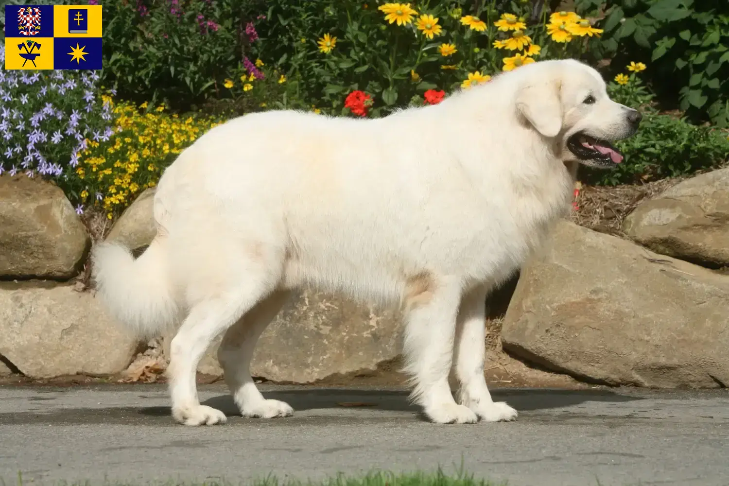 Tatra Sheepdog puppies and breeders Zlín Here you can find Tatra Sheepdog breeders in Zlín.