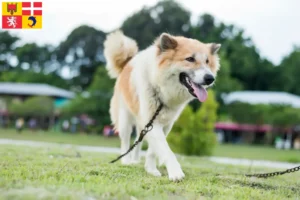 Read more about the article Thai Bangkaew Dog breeders and puppies in Auvergne-Rhône-Alpes