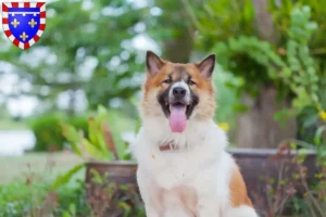 Read more about the article Thai Bangkaew Dog breeder and puppies in Centre-Val de Loire