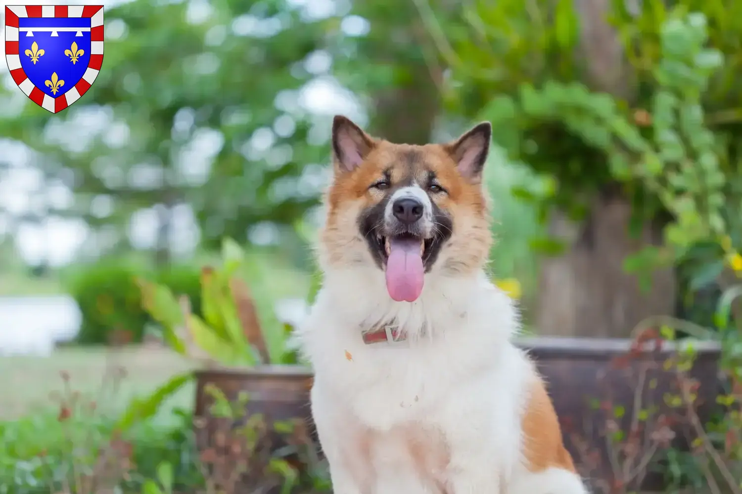 Thai Bangkaew Dog puppies and breeders Centre-Val de Loire Find Thai Bangkaew Dogs breeders in Centre-Val de Loire here.