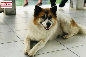 Read more about the article Thai Bangkaew Dog breeder and puppies in Drenthe