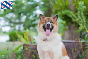 Read more about the article Thai Bangkaew Dog breeder and puppies in Friesland