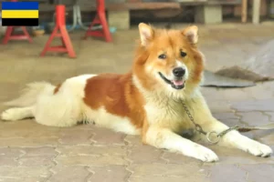 Read more about the article Thai Bangkaew Dog breeder and puppies in Gelderland