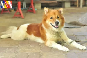 Read more about the article Thai Bangkaew Dog breeder and puppies in Grand Est
