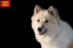 Read more about the article Thai Bangkaew Dog breeder and puppies in Normandy