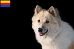 Read more about the article Thai Bangkaew Dog breeder and puppies in North Holland
