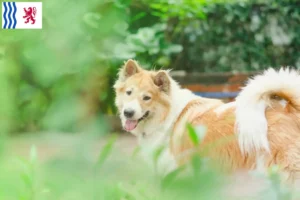 Read more about the article Thai Bangkaew Dog breeder and puppies in Nouvelle-Aquitaine