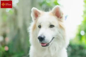Read more about the article Thai Bangkaew Dog breeder and puppies in Occitania