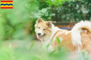 Read more about the article Thai Bangkaew Dog breeder and puppies in Overijssel