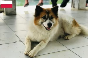 Read more about the article Thai Bangkaew Dog breeders and puppies in Poland