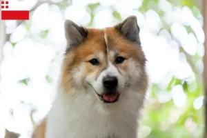 Read more about the article Thai Bangkaew Dog breeder and puppies in Utrecht