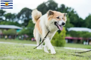 Read more about the article Thai Bangkaew Dog breeder and puppies in Zeeland